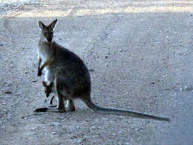 Kangaroo with joey