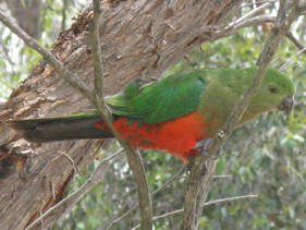 King parrot