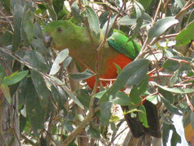 King parrot